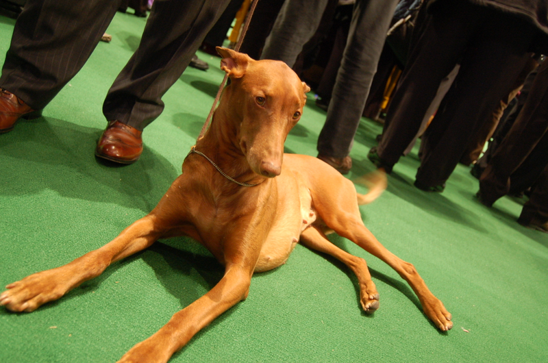Illustration for article titled Lapdogs And Luxury Boxes: A New-Look MSG Welcomes The Westminster Dog Show
